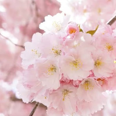 Cherry blossom and sandalwood goat milk soap bar with creamy lather and soft floral luxury, handmade for spring gifting and sensitive skin