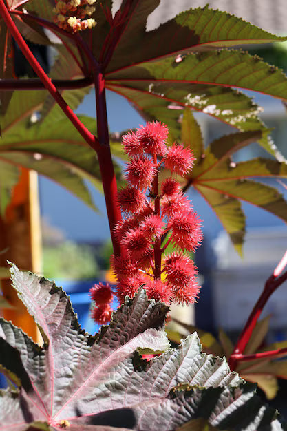 castor bean plant the best seed oil for soap making