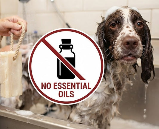 A wet dog in a bathtub with soap foam, alongside a hand holding a bar of soap and a large circular sign that reads 'NO ESSENTIAL OILS' with a crossed-out bottle icon.