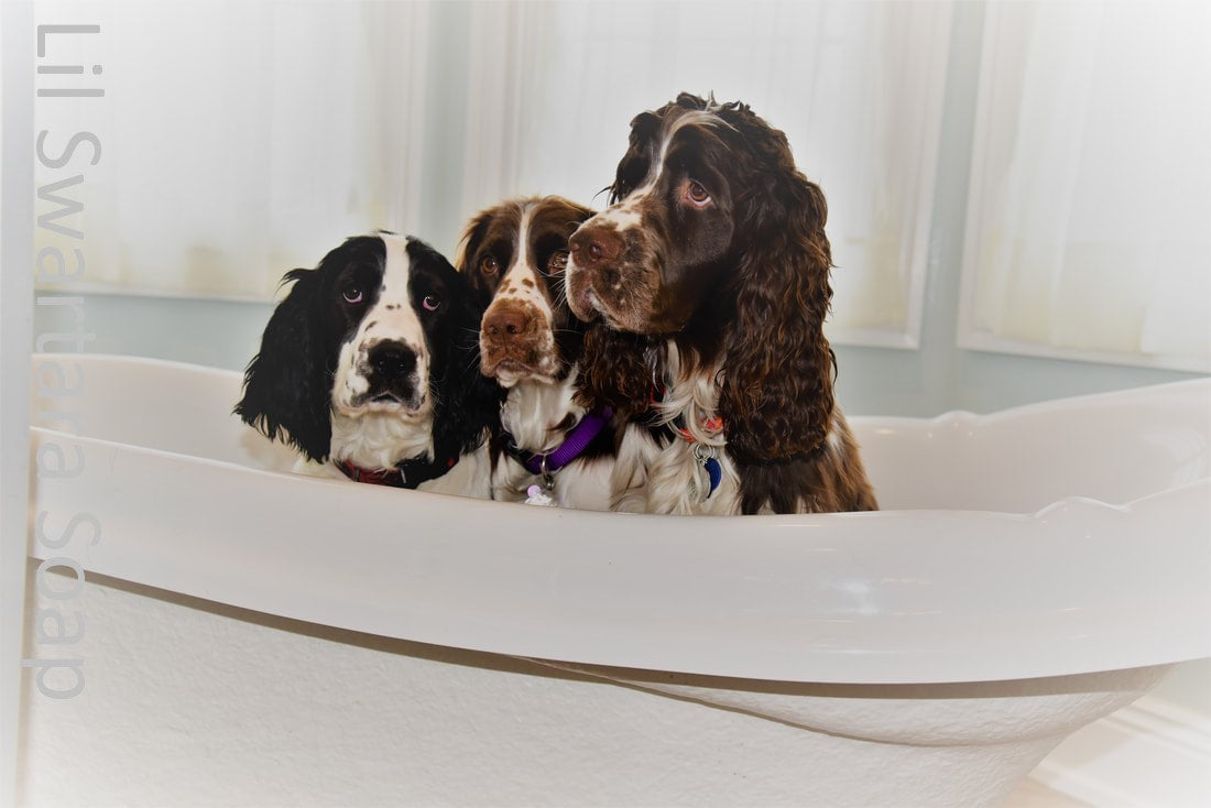 springer spaniels getting a bath with lil swatara goat milk tallow dog soap bars on a rope. 